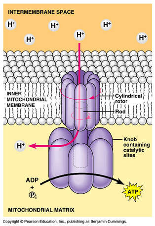 ATP SYNTHESIS - AP BIOLOGY